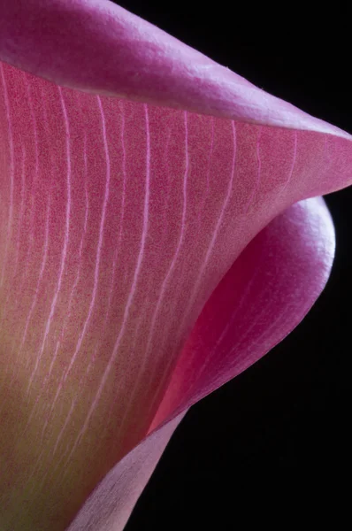 Pink calla lily — Stock Photo, Image