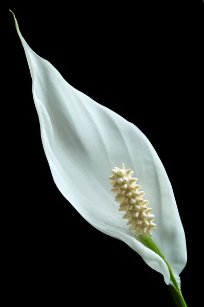 Peace Lily — Stock Image Peace Lily Royalty Free Stock Images