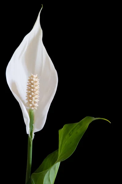 Peace Lily — Stock Image Peace Lily Royalty Free Stock Images
