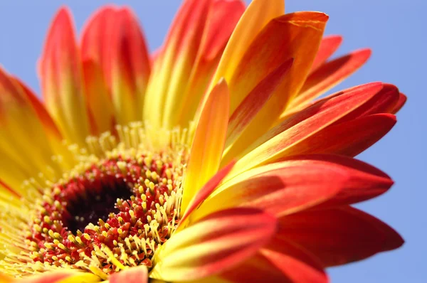 Gerbera — Stock Photo, Image