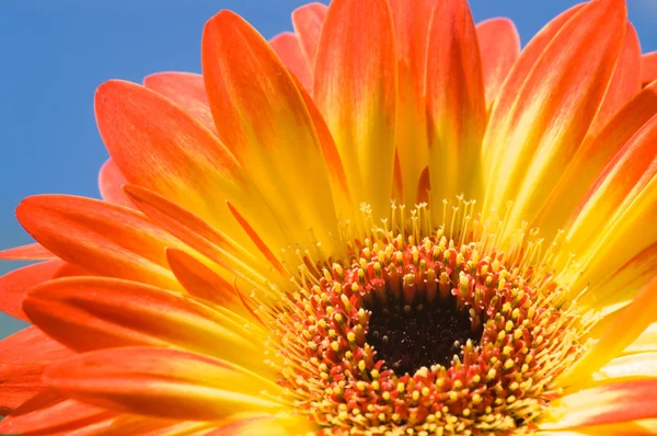 Gerbera — Stok fotoğraf