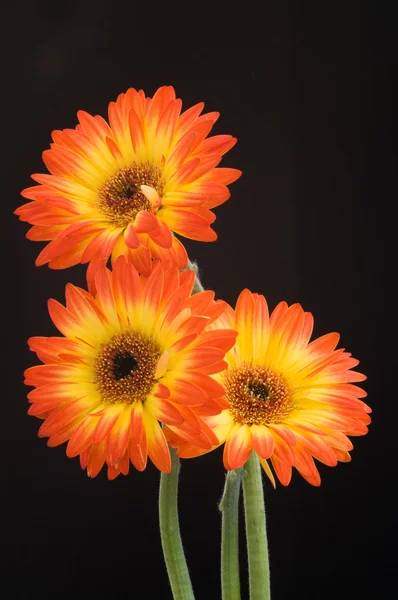 Gerbera