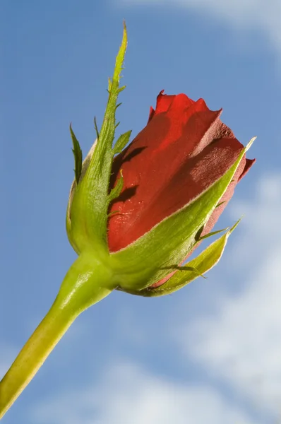 Rosa roja — Foto de Stock