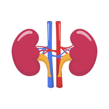 Böbrek Vektörü İllüstrasyon ikonu böbrek bakımı