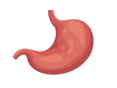 Mide illüstrasyonu, insan organları, hayati, tıbbi konsept