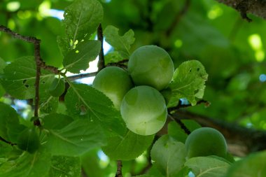 Mevsiminde dalinda evet erik
