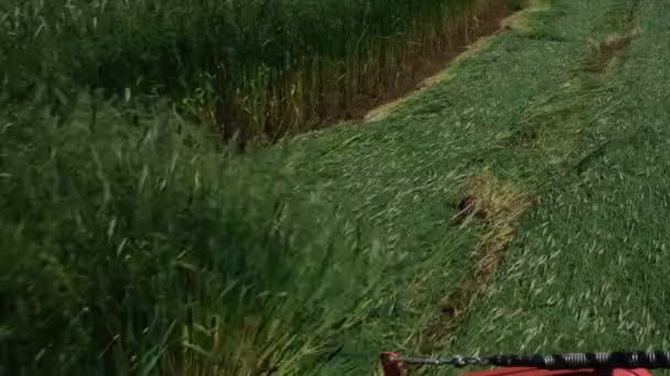 Traktorle Yakin Plan Tarla Hasadi Yaparken Tritikale Bicagi Arpa Hasadi — Stock video