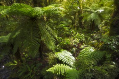 Yağmur ormanı ağaç ferns