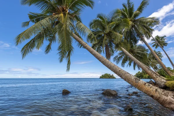 Kokospalmer på tropical beach — Stockfoto