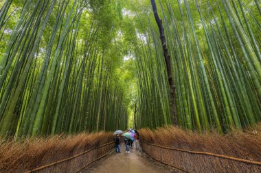 bambu korusu