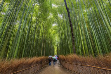 Bamboo Grove clipart
