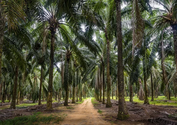 Plantación madura de aceite de palma en Malasia —  Fotos de Stock