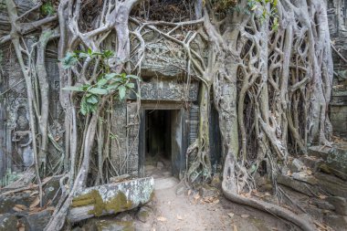 Ta Phrom Tapınağı kalıntıları