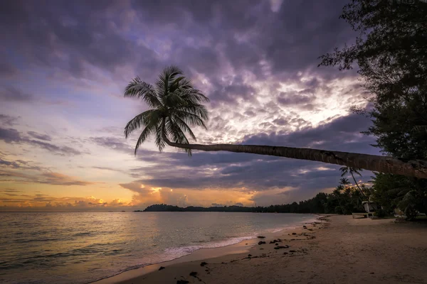 Sunset with palm tree in Indonesia — Stock Photo, Image