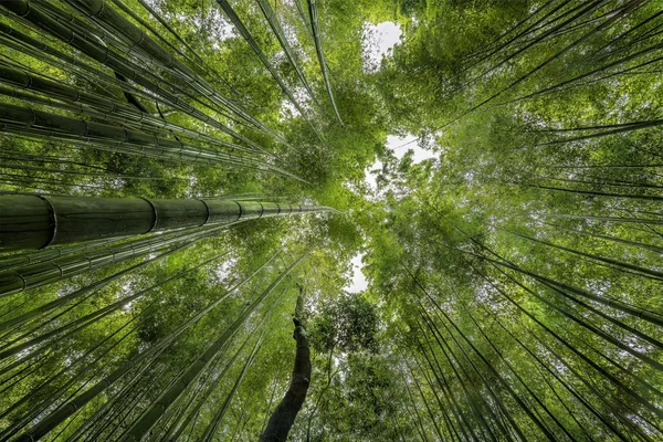 Bambusz erdő, Kyoto — Stock Fotó