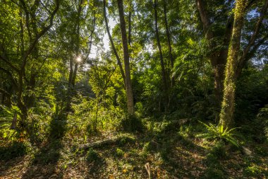 Orman Güney Doğu Asya'da