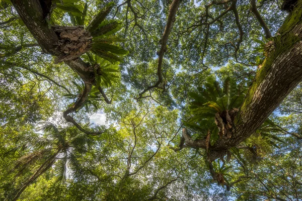 Jungle canopy in South East Asia — Stock Photo, Image