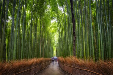 Bamboo Grove in Japan clipart