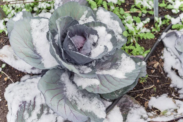 Close-up red cabbage head in snow covered at organic garden with irrigation system near Dallas, Texas, USA