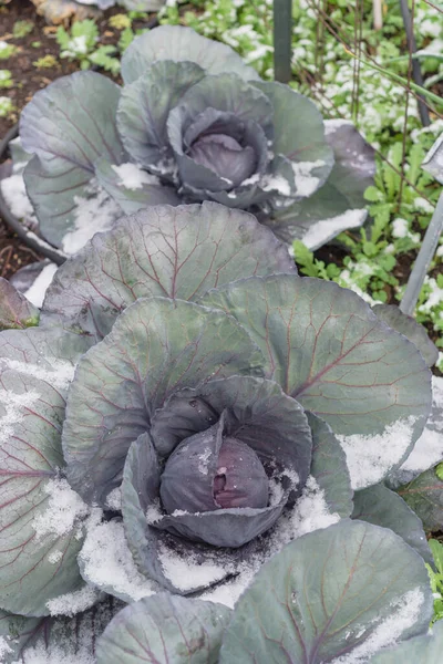 Multiple red cabbage heads in snow covered at organic garden near Dallas, Texas, USA