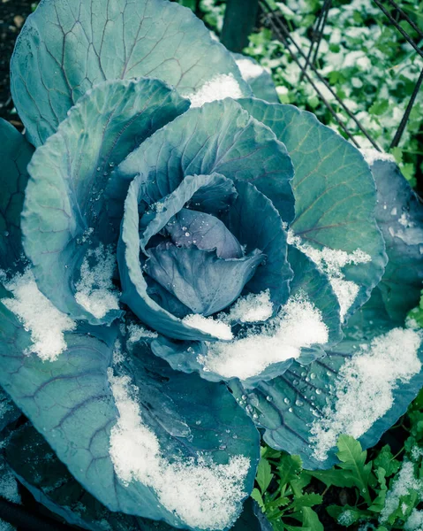 Vintage photo of red cabbage head in snow covered at organic garden near Dallas, Texas, USA