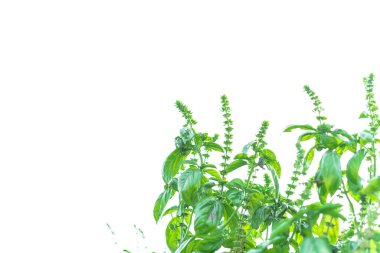 Beyaz arka planda izole edilmiş ev yapımı tatlı fesleğen bitkileri.