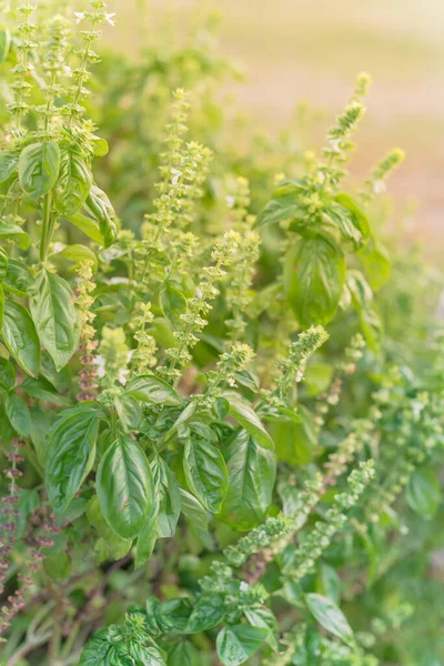 Flowering sweet basil plants with dried petals and grass lawn in background — Stock Photo, Image