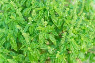 Teksas, ABD 'deki arka bahçe bahçesinde çiçek açan tatlı fesleğen çiçeğinin ve beyaz yaprakların tam arka plan görüntüsü