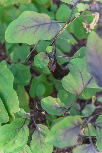 Organische donkerpaarse aubergine in traanvorm bij moestuin in Dallas, Texas, Verenigde Staten — Stockfoto