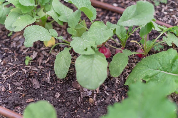 Shallow DOF mature radish crops with irrigation system at organic garden near Dallas, Texas, USA — Stock Photo, Image