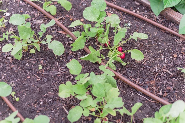 Tanaman lobak dewasa dengan sistem irigasi di kebun organik dekat Dallas, Texas, Amerika Serikat — Stok Foto