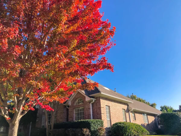 Guardando l'acero rosso con belle foglie autunnali vicino alla casa d'angolo a Dallas, Texas, USA — Foto Stock