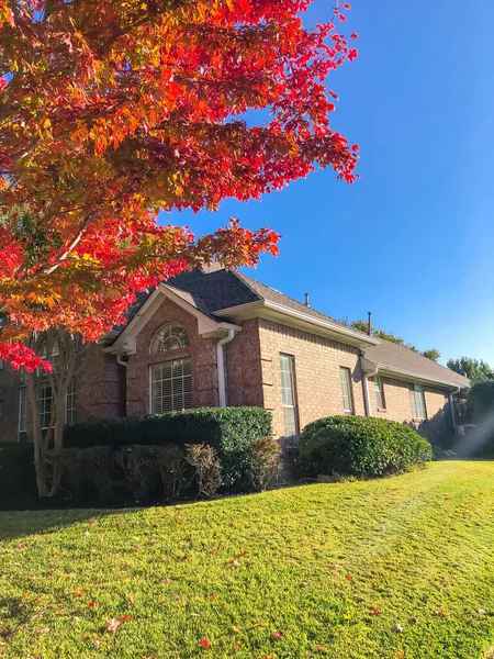 Looking up red maple tree with beautiful autumn leaves near corner house in Dallas, Texas, USA — Stock Photo, Image