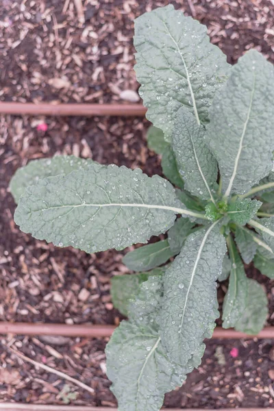 Leafy Dinosaur kale plant with water drops and irrigation system at backyard garden in Texas, USA