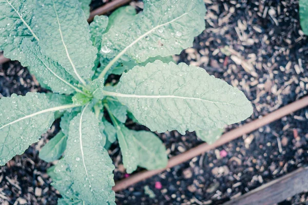 Filtered image leafy Dino kale plant with water drops and irrigation system at backyard garden in Texas, USA