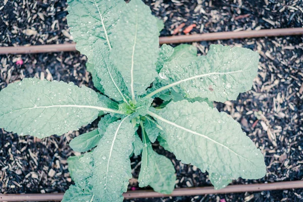 Filtered image leafy Dino kale plant with water drops and irrigation system at backyard garden in Texas, USA