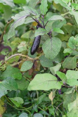 Yakın plan mor gözyaşı şeklindeki patlıcan ya da Teksas, ABD 'de yetiştirilen bahçedeki sarmaşıklarda patlıcan.