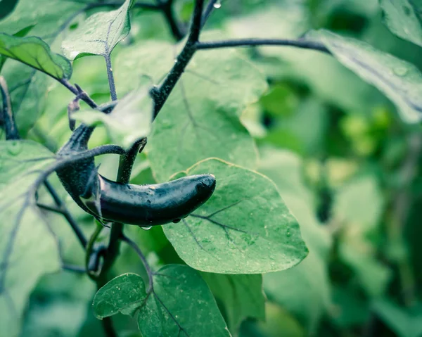 Filter gambar ungu tetesan air mata bentuk terong atau Aubergine pada tanaman anggur di taman homegrown di Texas, Amerika Serikat — Stok Foto