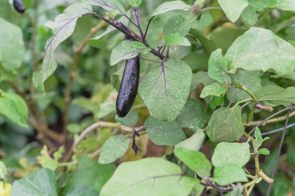 Bentuk close-up purple teardrop terong atau Aubergine pada tanaman anggur di taman homegrown di Texas, Amerika Serikat — Stok Foto