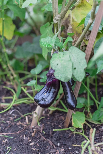 Berenjena en forma de lágrima o berenjena en vides con apoyo en jardín de cosecha propia en Texas, EE.UU. — Foto de Stock