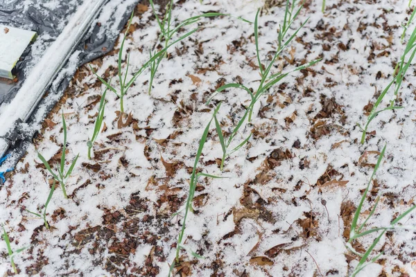 Top view knoflook verhoogd bed tuin met bladeren mulch en sneeuw bedekt in Texas, Verenigde Staten — Stockfoto