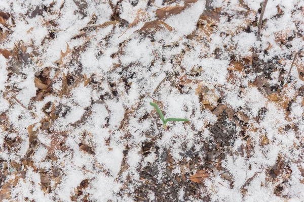 Vista superior alho levantado cama jardim com folhas mulch e neve coberta no Texas, EUA — Fotografia de Stock