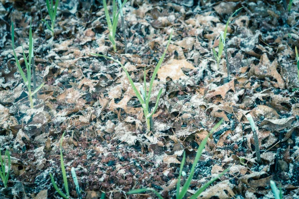 Vintage ton vue dessus ail surélevé lit jardin avec feuilles paillis et neige couvert au Texas, États-Unis — Photo