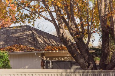 Teksas, ABD 'de sonbahar mevsiminde yağmur oluğuna düşen kurumuş yaprak yığınına bak.