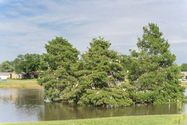 美国德克萨斯州达拉斯市附近的社区公园里 大白鹭 Egret Ardea Alba 或被洪水淹没的柏树上的普通鲱鱼 柏树是南方沼泽的经典 — 图库照片