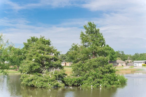 Silberreiher Ardea Alba Oder Silberreiher Auf Einem Überfluteten Zypressenbaum Nachbarschaftspark — Stockfoto