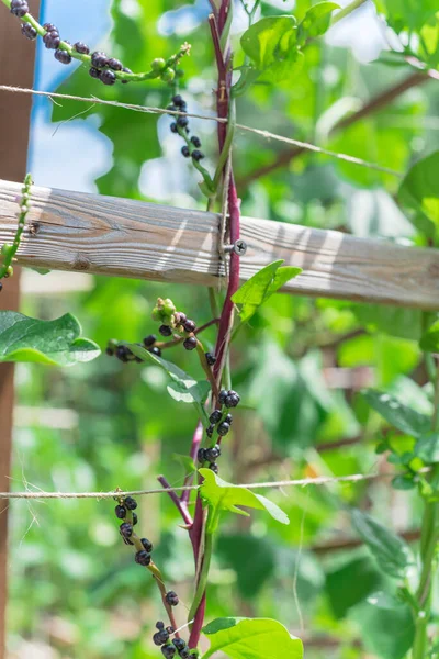 Органический малабар семена шпината и цветы виноградная лоза на решетке в местном саду в Техасе, США — стоковое фото