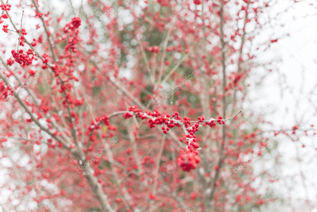 Snow falling on Ilex Decidua (or winter berry, Possum Haw, Deciduous Holly) red fruits on large shrub small tree, no leaves dormant. Blaze of color in the fall in Dallas, Texas of Crimson winterberry