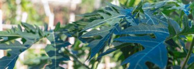 Papaya yapraklarından oluşan panoramik manzara grubu veya papaw, bahçede yükseltilmiş yatak arkaplanı olan pati