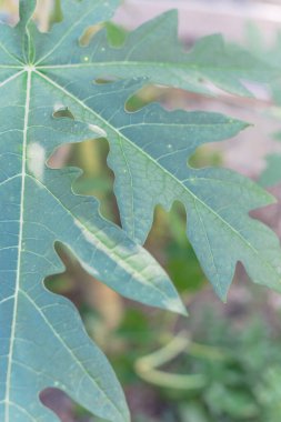 Genç papaya yaprağı ya da papav, bahçede patisi